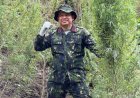 Kado Kemerdekaan, BNNP Aceh Musnahkan 30 Ribu Batang Ganja di Lahan Seluas 12 Hektare