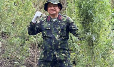 Kado Kemerdekaan, BNNP Aceh Musnahkan 30 Ribu Batang Ganja di Lahan Seluas 12 Hektare