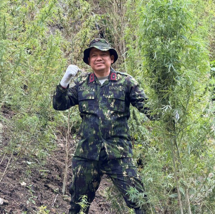 Kado Kemerdekaan, BNNP Aceh Musnahkan 30 Ribu Batang Ganja di Lahan Seluas 12 Hektare