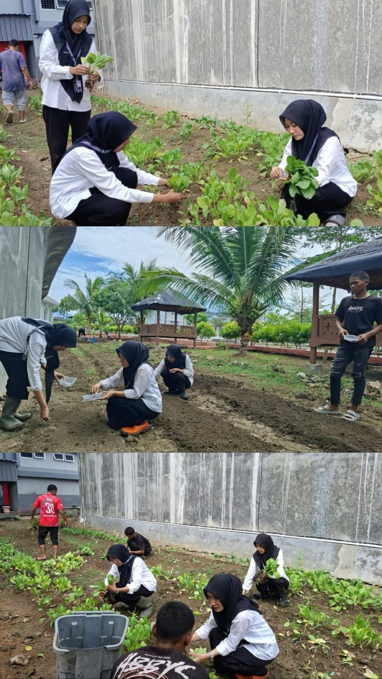 ABP LPKA Banda Aceh Praktik Bertani, Panen Sawi dan Tanam Kangkung