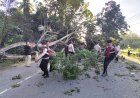 Gerak Cepat Polres Pidie Evakuasi Pohon Tumbang di Grong-Grong, Arus Banda Aceh–Medan Kembali Lancar