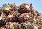 Harga Sawit di Aceh Utara Masih Rp2.600-an, Petani Keluhkan Pembelian di Bawah Rp3.000