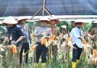 Polisi Peduli Pangan, Polres Aceh Timur Gelar Panen Raya Jagung Kuartal III Tahun 2026