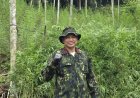 Brigjen Pol. Dedy Tabrani Tegaskan Perang terhadap Narkoba, BNNP Aceh Musnahkan Ladang Ganja 18 Hektare