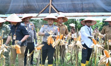 Polisi Peduli Pangan, Polres Aceh Timur Gelar Panen Raya Jagung Kuartal III Tahun 2026