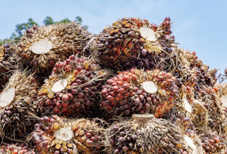 Harga Sawit di Aceh Utara Masih Rp2.600-an, Petani Keluhkan Pembelian di Bawah Rp3.000
