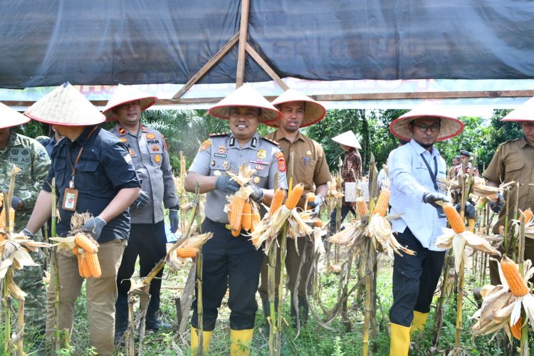 Polisi Peduli Pangan, Polres Aceh Timur Gelar Panen Raya Jagung Kuartal III Tahun 2026