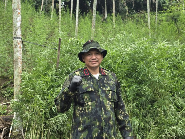 Brigjen Pol. Dedy Tabrani Tegaskan Perang terhadap Narkoba, BNNP Aceh Musnahkan Ladang Ganja 18 Hektare