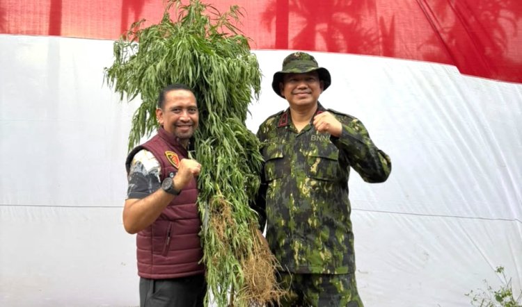 Polda Aceh Berhasil Musnahkan 18 Hektare Ladang Ganja di Aceh Utara